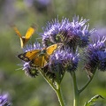 Phacelia mit hellorangegrünem Heufalter