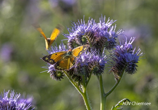 Phacelia mit hellorangegrünem Heufalter