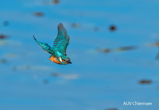 Eisvogel