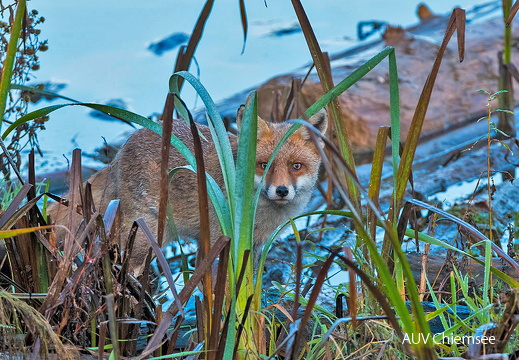 Fuchs