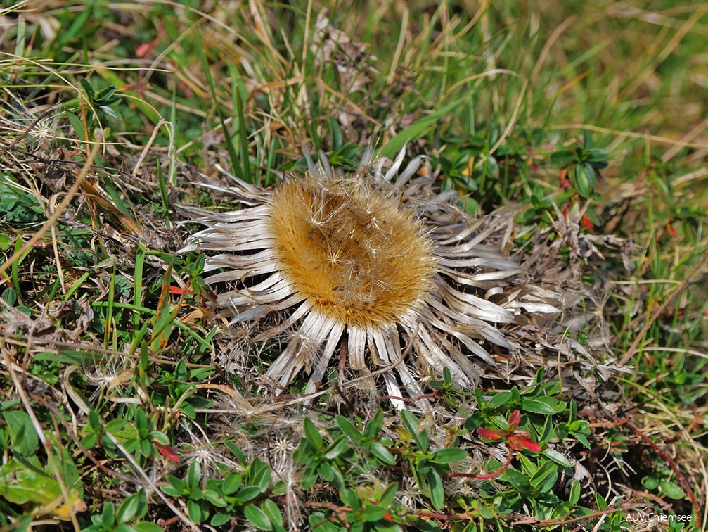 Silberdistel