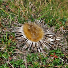 Silberdistel