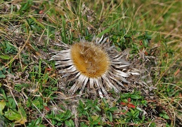 Silberdistel