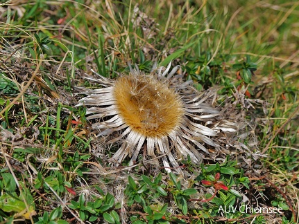 Silberdistel