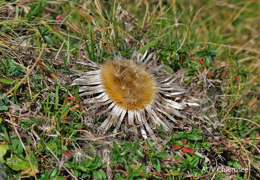 Silberdistel