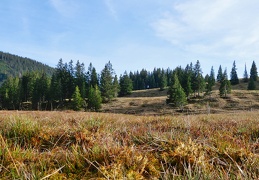 alpine Matten Hochmoor