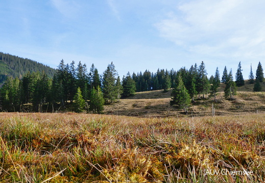 alpine Matten Hochmoor