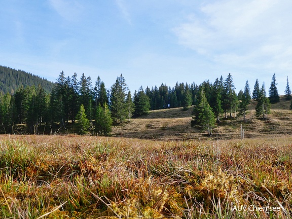 alpine Matten Hochmoor