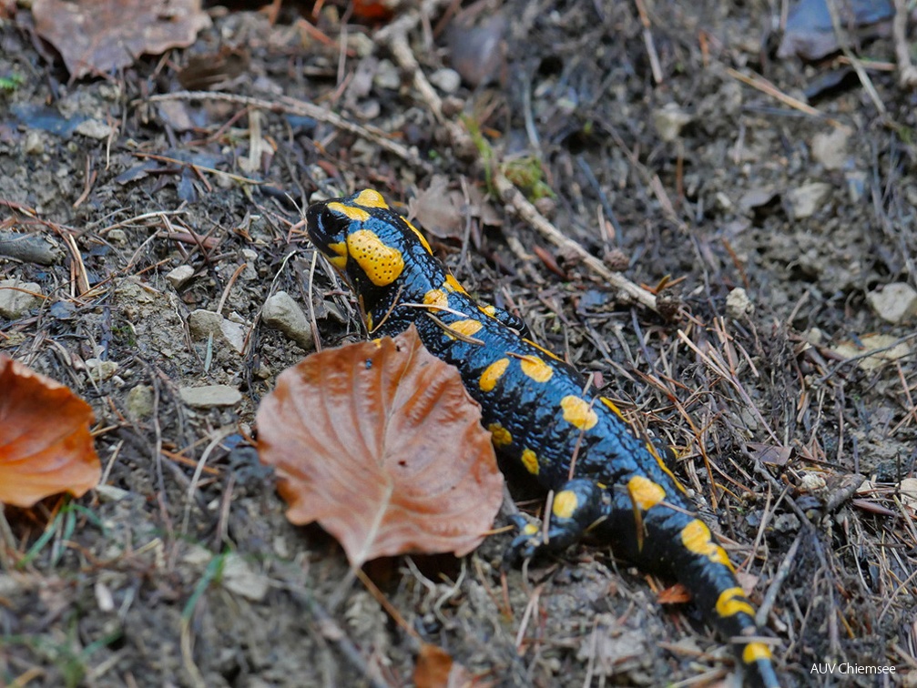 Feuersalamander