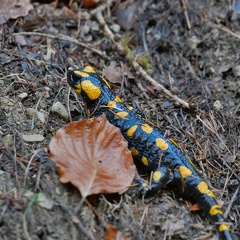 Feuersalamander