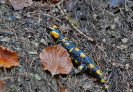 Feuersalamander