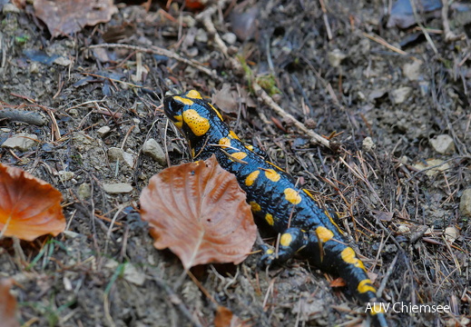 Feuersalamander