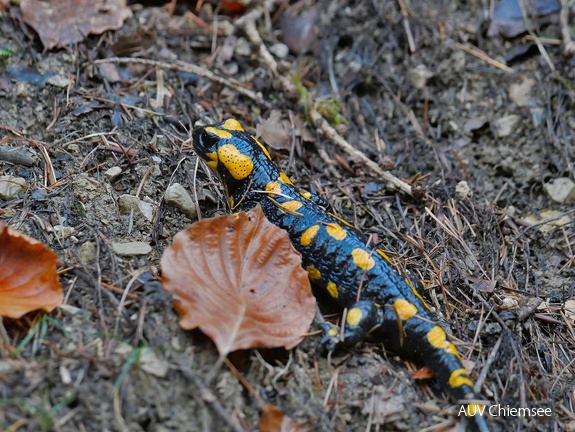 Feuersalamander