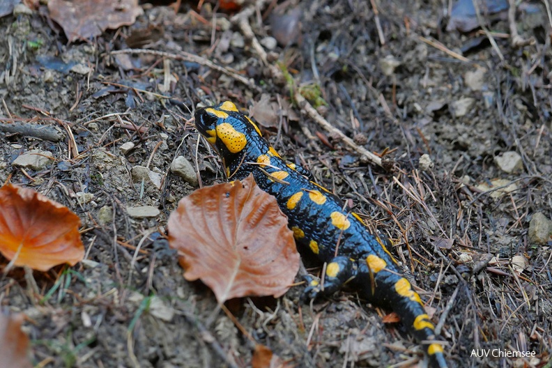 AktNatBeo-221102-ja-4_Feuersalamander-1140pix.jpg