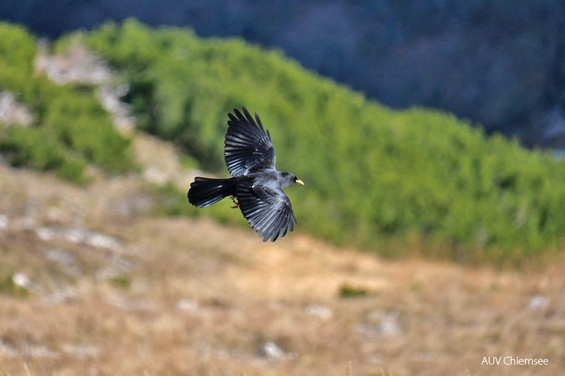 AktNatBeo-221102-ja-6_Alpendohle-1140pix.jpg