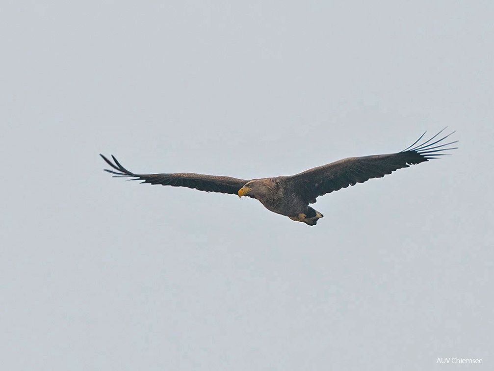 Seeadler