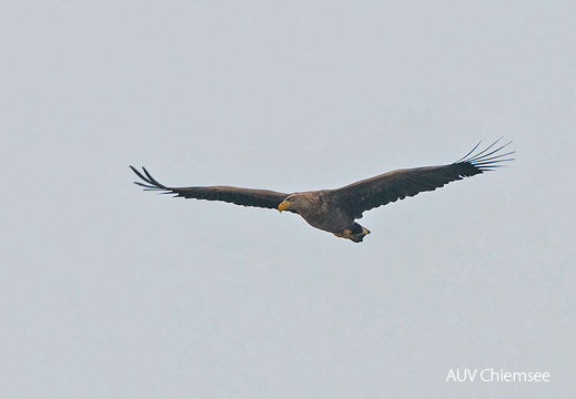 Seeadler