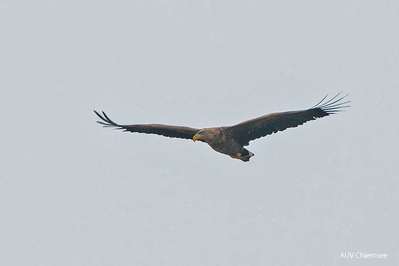 Seeadler
Mit einem Klick! zur Fotogeschichte mit weiteren Bildern
Beobachtungsturm Hirschauer Bucht / 3.12.2022 / Foto: Thomas Alberer
AktNatBeo-221203-ta-02-HB-Seeadler-1140pix.jpg