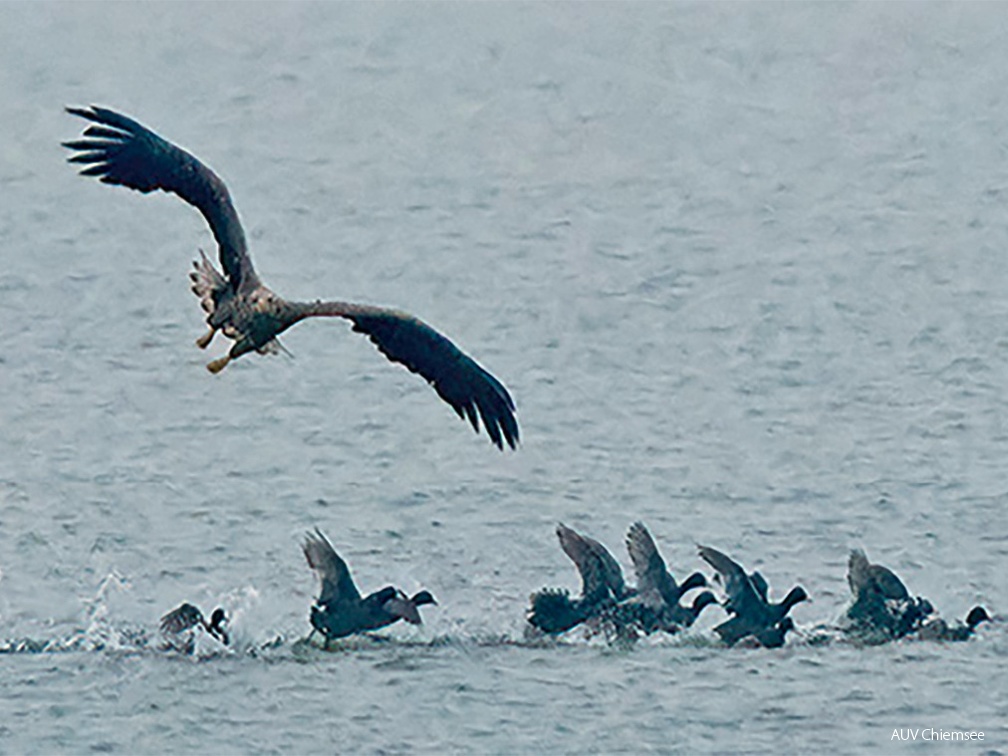 Seeadler attackiert Blässhühner