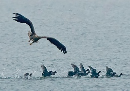 Seeadler attackiert Blässhühner