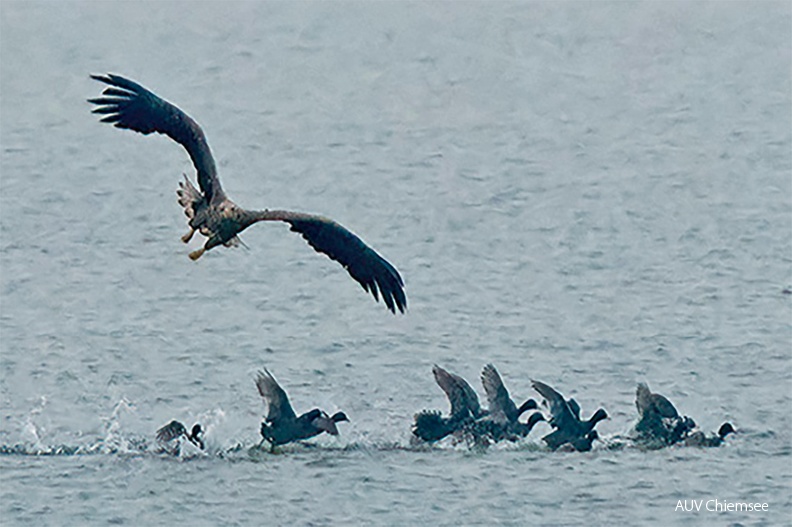 Monatsstartbild Dezember 2022
Seeadler attackiert Blässhühner
Mit einem Klick! zur Fotogeschichte mit weiteren Bildern
Beobachtungsturm Hirschauer Bucht /3.12.2022 / Foto: Thomas Alberer
AktNatBeo-221203-ta-08-HB-Seeadler-Ausschnitt-1140pix.jpg