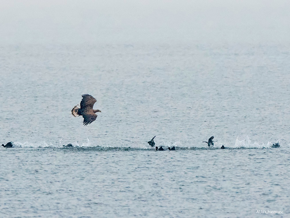 Seeadler auf Jagd