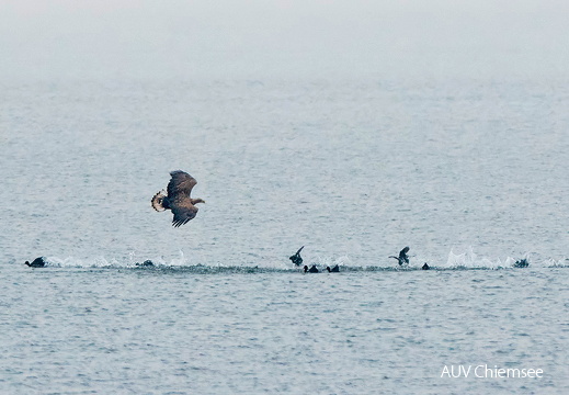 Seeadler auf Jagd