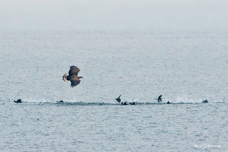 AktNatBeo-221203-ta-10-HB-Seeadler-1140pix.jpg