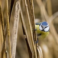 Blaumeise