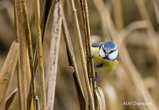 Blaumeise