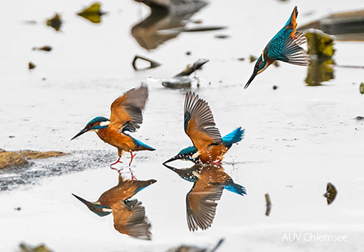 Eisvogel