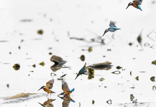 Eisvogel