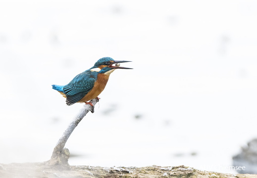 Eisvogel