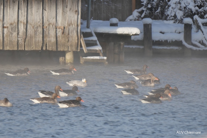 Streifengans im Frühnebel
Mit einem Klick! zur Fotogeschichte mit weiteren Bildern
Schafwaschener Bucht / 13.12.2022 / Foto: Johannes Almer
AktNatBeo-221213-ja-5_Streifengans_Fruehnebel.jpg
