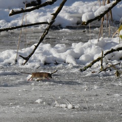 Wanderratte auf dem Eis