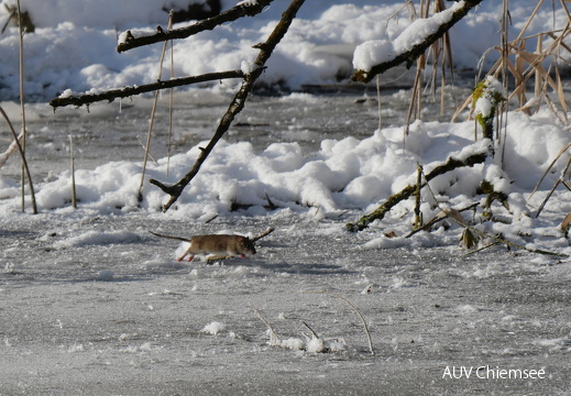 Wanderratte auf dem Eis