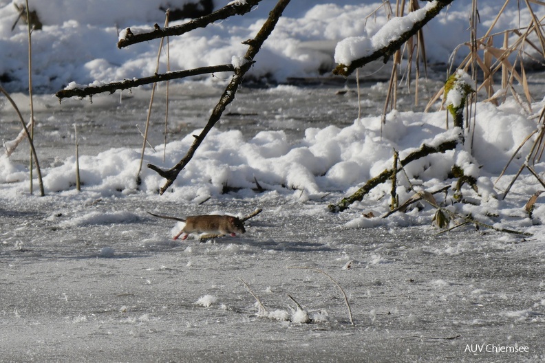 Wanderratte auf dem Eis
Mit einem Klick! zur Fotogeschichte mit weiteren Bildern
Schafwaschener Bucht / 13.12.2022 / Foto: Johannes Almer
AktNatBeo-221213-ja-9_Maus_Eis.jpg