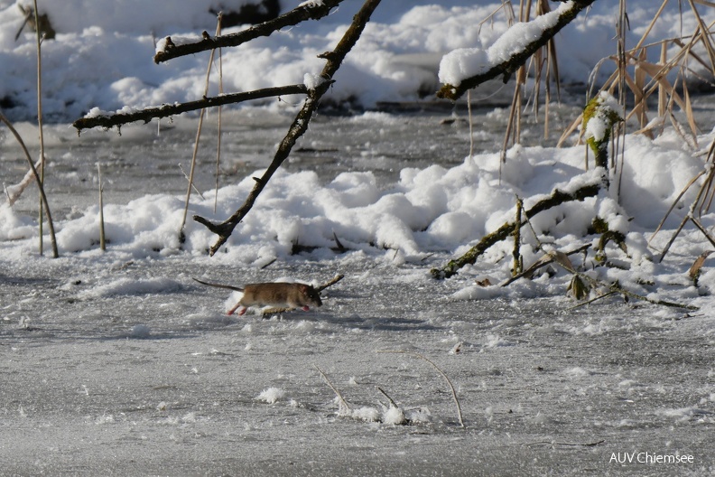 AktNatBeo-221213-ja-9_Maus_Eis.jpg