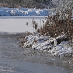 Suchbild: Silberreiher