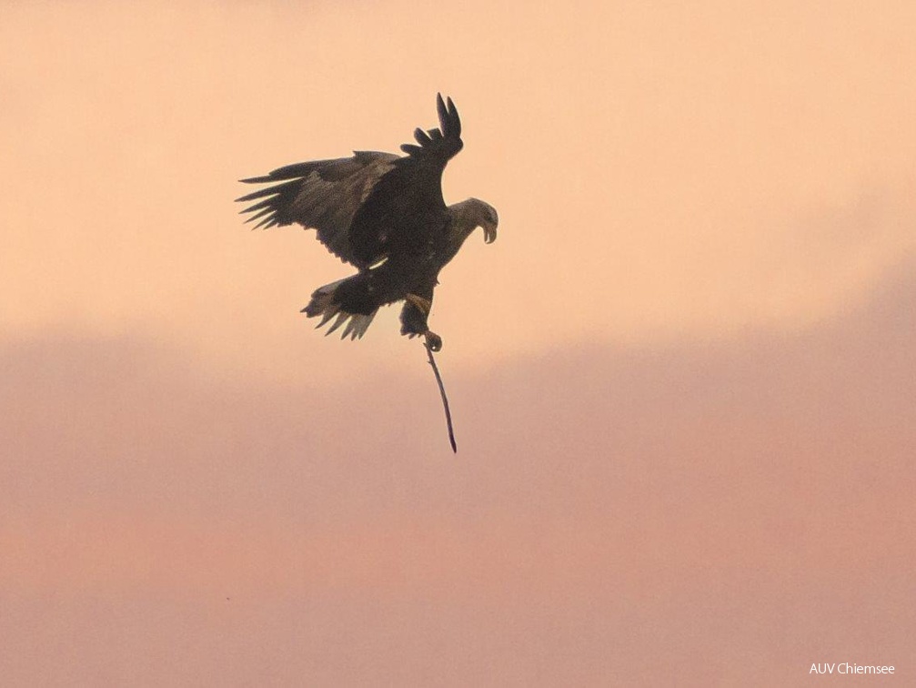 Seeadler mit Nistmaterial