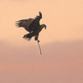 Seeadler mit Nistmaterial