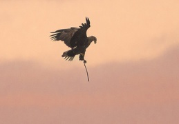 Seeadler mit Nistmaterial