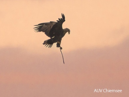 Seeadler mit Nistmaterial