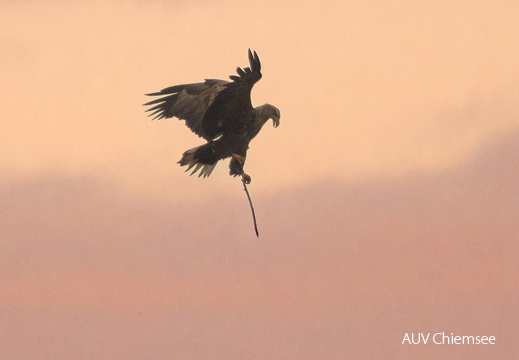 Seeadler mit Nistmaterial
