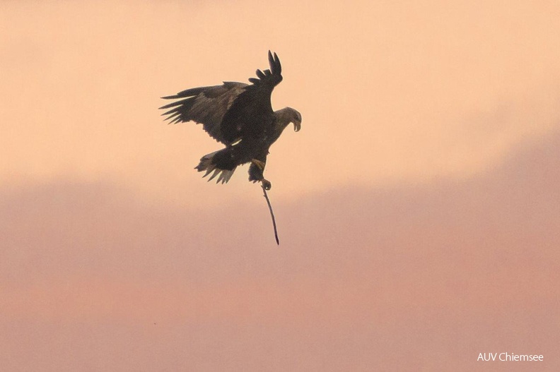 AktNatBeo-221226-ah-06-Seeadler mit Nistmaterial-HB (1).jpg