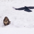 Rabenkrähe attackiert fressenden Bussard