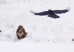 Rabenkrähe attackiert fressenden Bussard