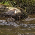 Wasseramsel 