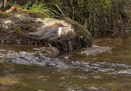 Wasseramsel 