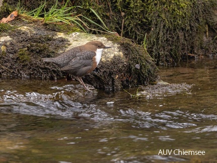 Wasseramsel 